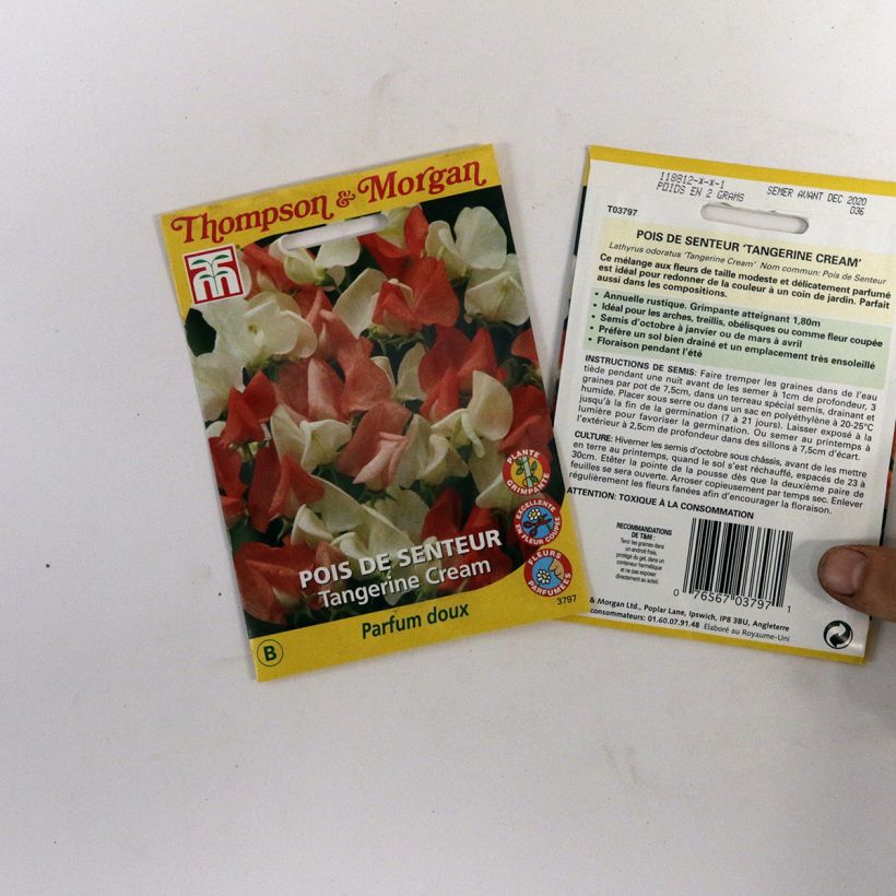 Esimerkki toimitetusta Tuoksuherne Tangerine Cream (siemenet) per pack of 25 seeds-taimesta