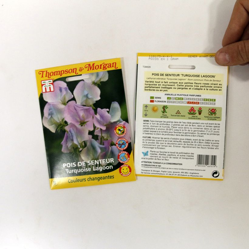 Esimerkki toimitetusta Tuoksuherne Turquoise Lagoon (siemenet) per pack of 25 seeds-taimesta