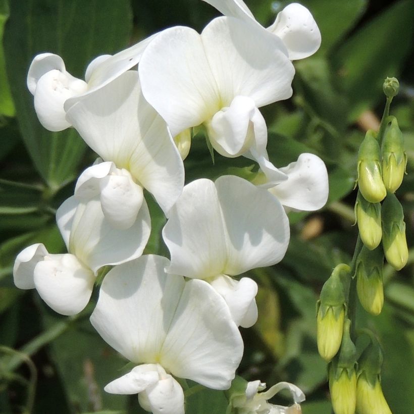 Ruusunätkelmä White Pearl (siemenet) (Kukinta)
