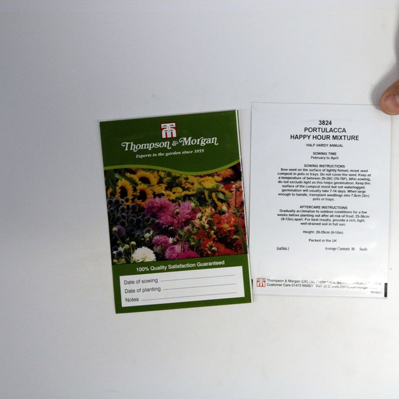 Esimerkki toimitetusta Koristeportulakka Happy Hour Mixture (siemenet) per pack of 80 seeds-taimesta