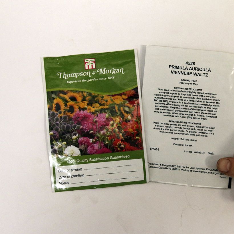 Esimerkki toimitetusta Kultaesikko Viennese Waltz (siemenet) per pack of 25 seeds-taimesta