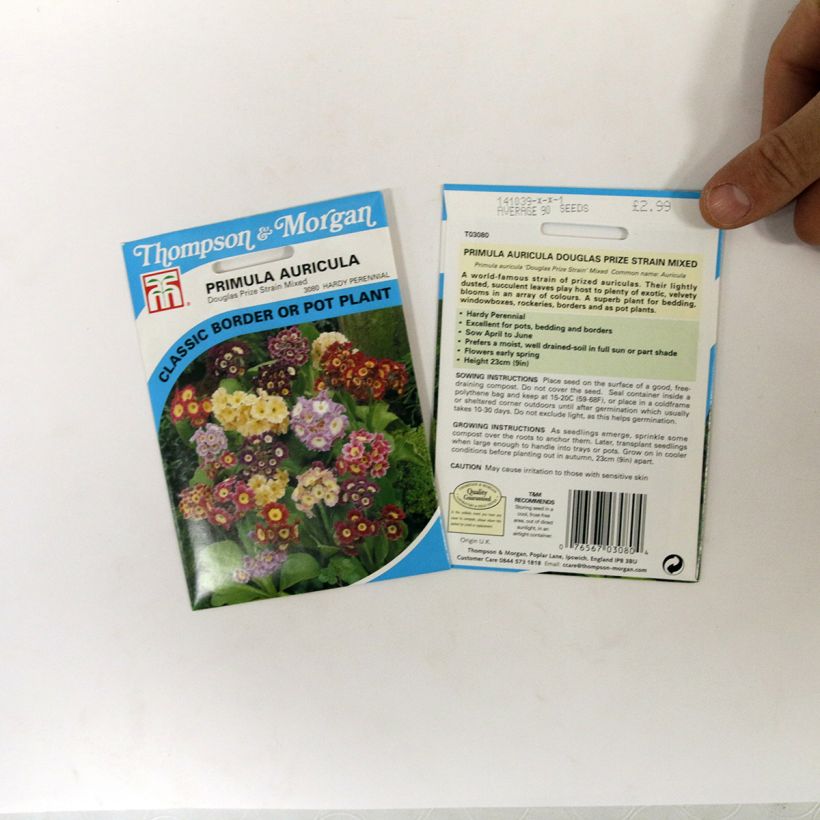 Esimerkki toimitetusta Kultaesikko Douglas Prize Mix (siemenet) per pack of 250 seeds (0,1g)-taimesta