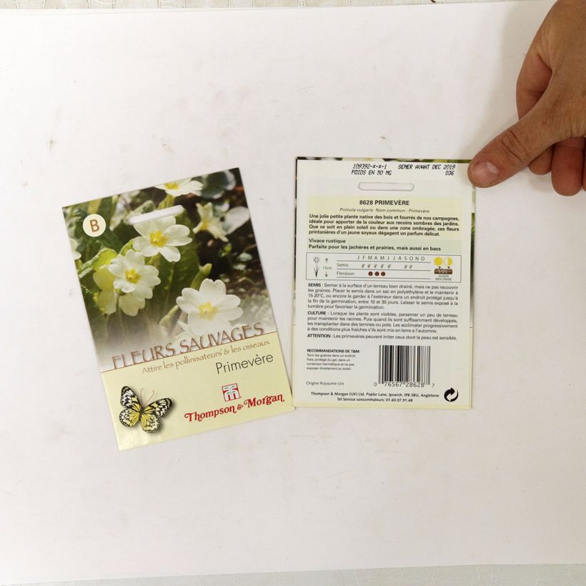 Esimerkki toimitetusta Kääpiöesikko (siemenet) - Primula vulgaris per pack of 50 seeds-taimesta