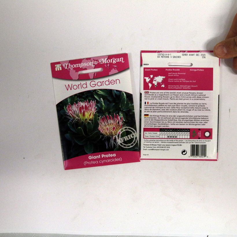 Esimerkki toimitetusta Kuningasprotea (siemenet) - Protea cynaroides per pack of 40 seeds-taimesta