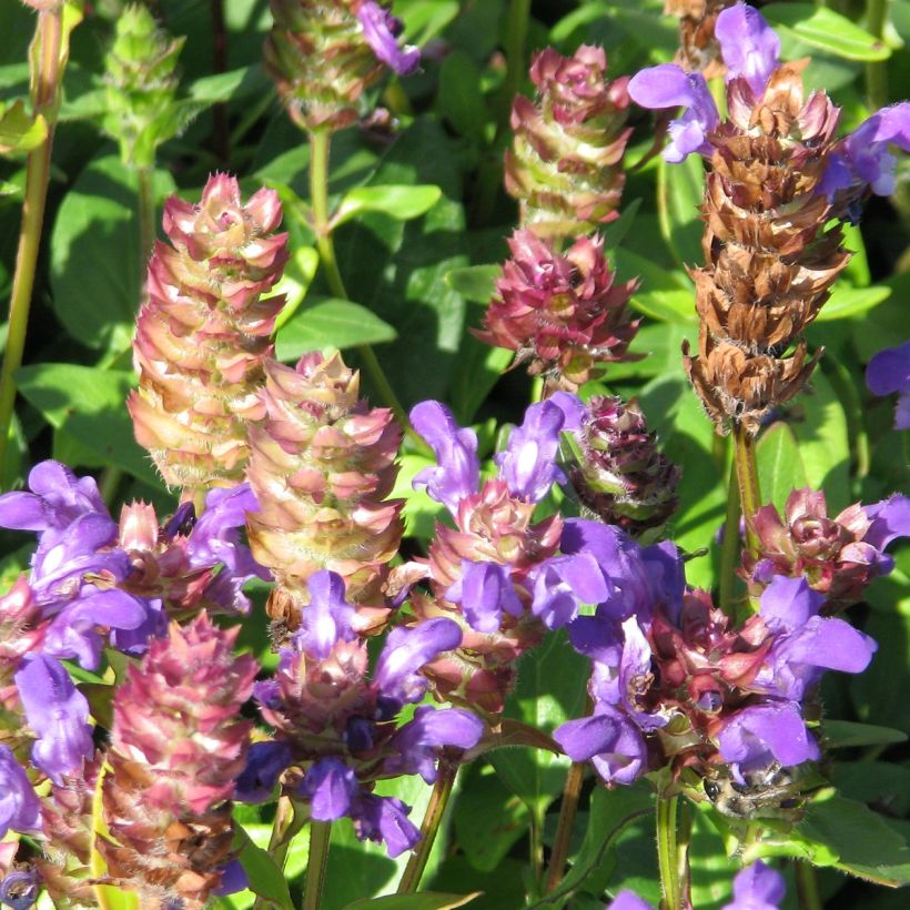 Isoniittyhumala Freelander Blue (siemenet) (Kukinta)