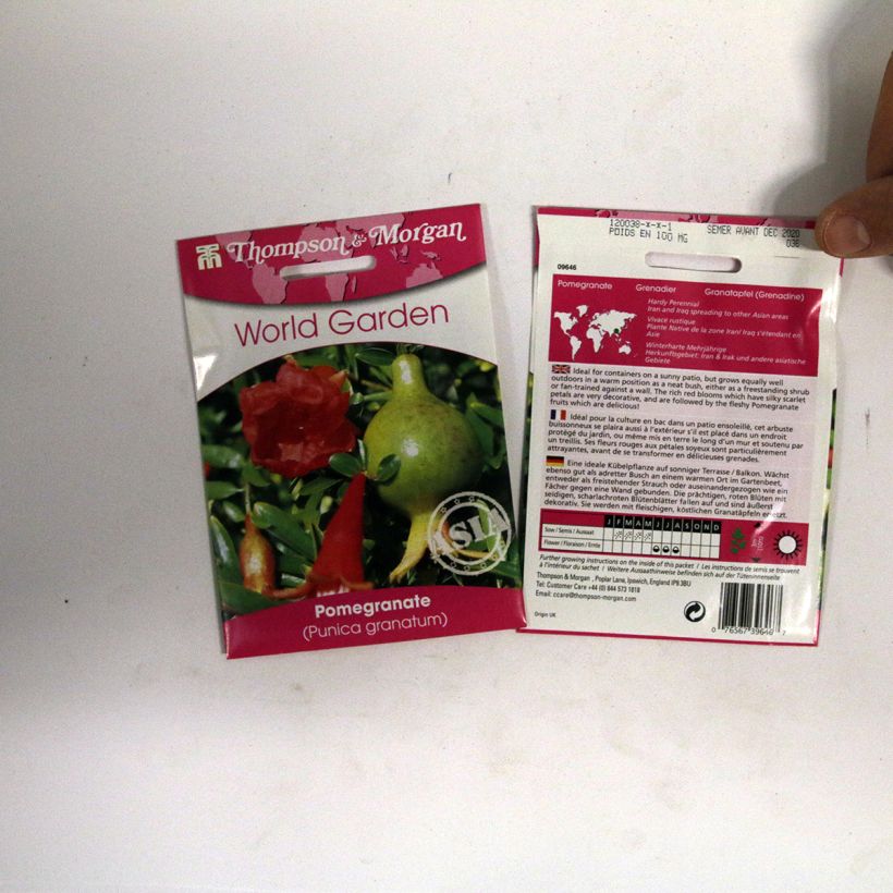 Esimerkki toimitetusta Granaattiomena (siemenet) - Punica granatum per pack of 4 seeds-taimesta