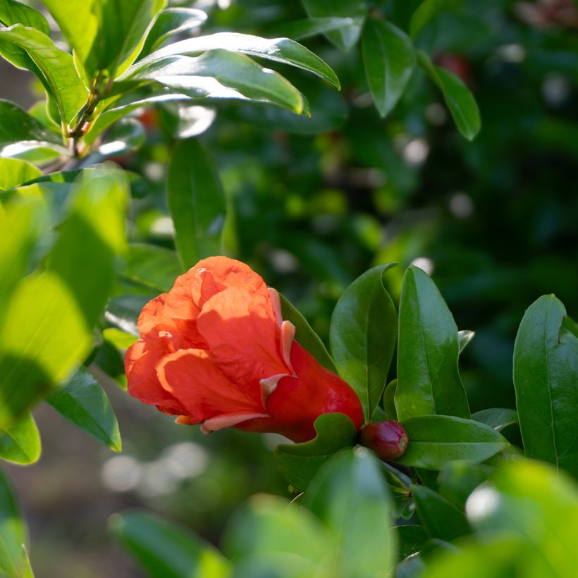 Granaattiomena (siemenet) - Punica granatum (Kukinta)