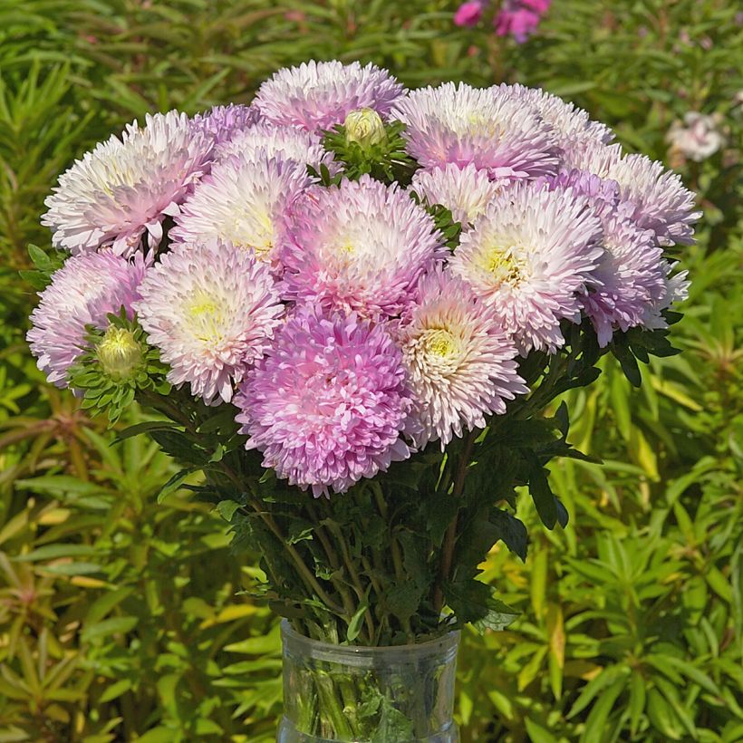 Kiinanasteri King Size Appleblossom (siemenet) (Kukinta)