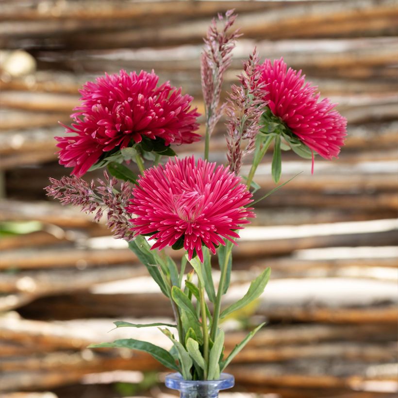 Kiinanasteri King Size Red (siemenet) (Kukinta)