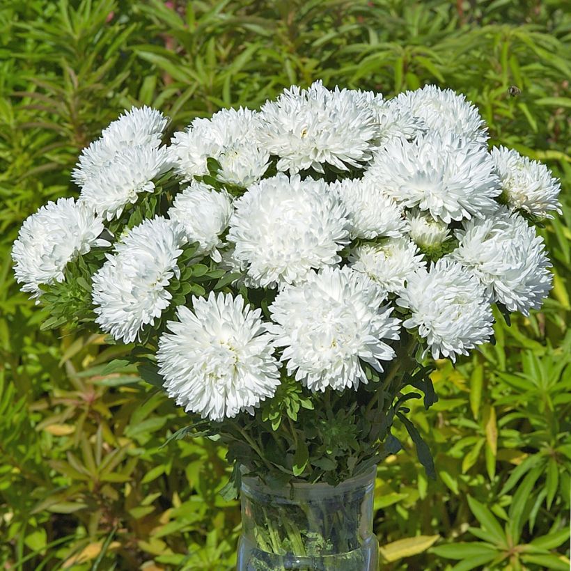 Kiinanasteri King Size White (siemenet) (Kukinta)