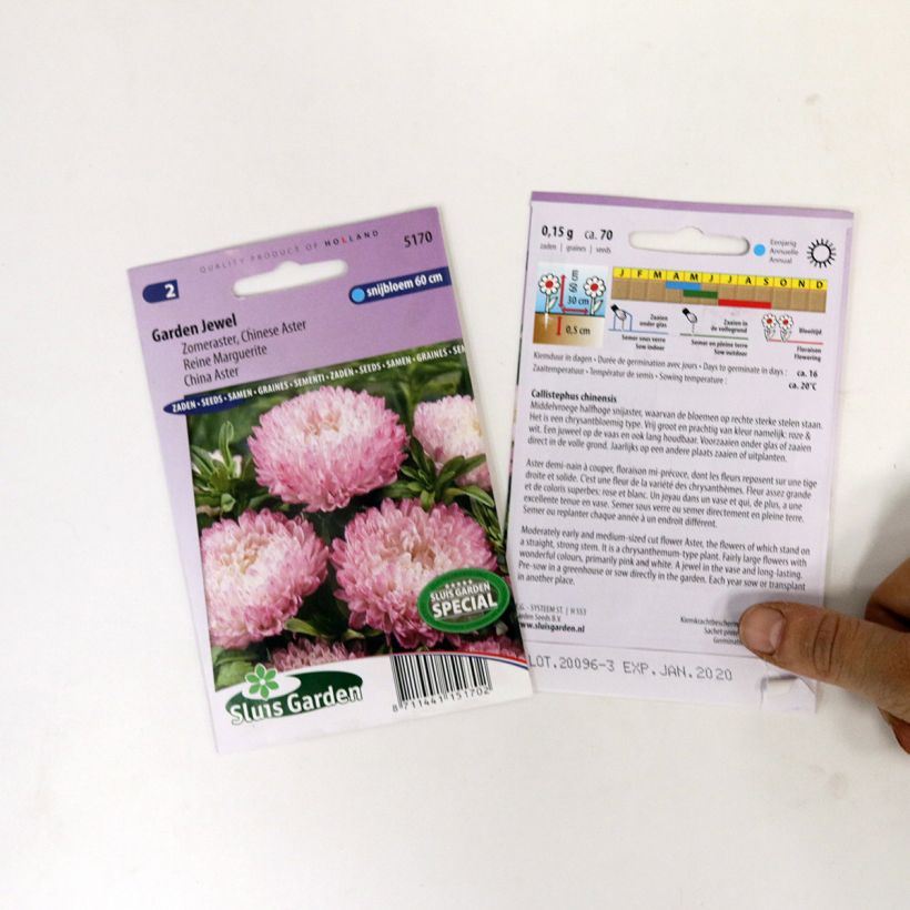 Esimerkki toimitetusta Kiinanasteri Garden Jewel Rose (siemenet) per pack of 150 seeds (0,4g)-taimesta