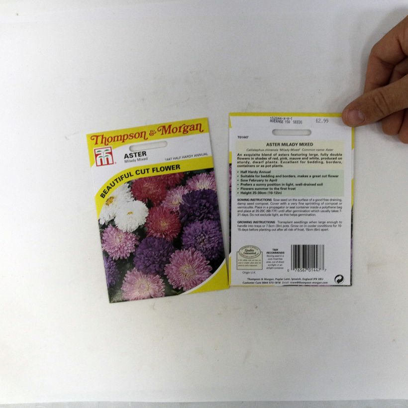 Esimerkki toimitetusta Kiinanasteri Milady Mixed (siemenet) per pack of 150 seeds (0,4g)-taimesta