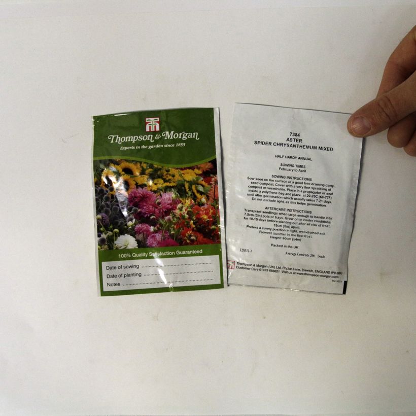 Esimerkki toimitetusta Kiinanasteri Spider Chrysanthemum (siemenet) per pack of 200 seeds-taimesta