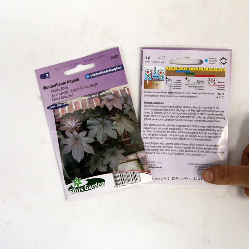 Esimerkki toimitetusta Risiini Palma-Christi (siemenet) per pack of 10 seeds-taimesta
