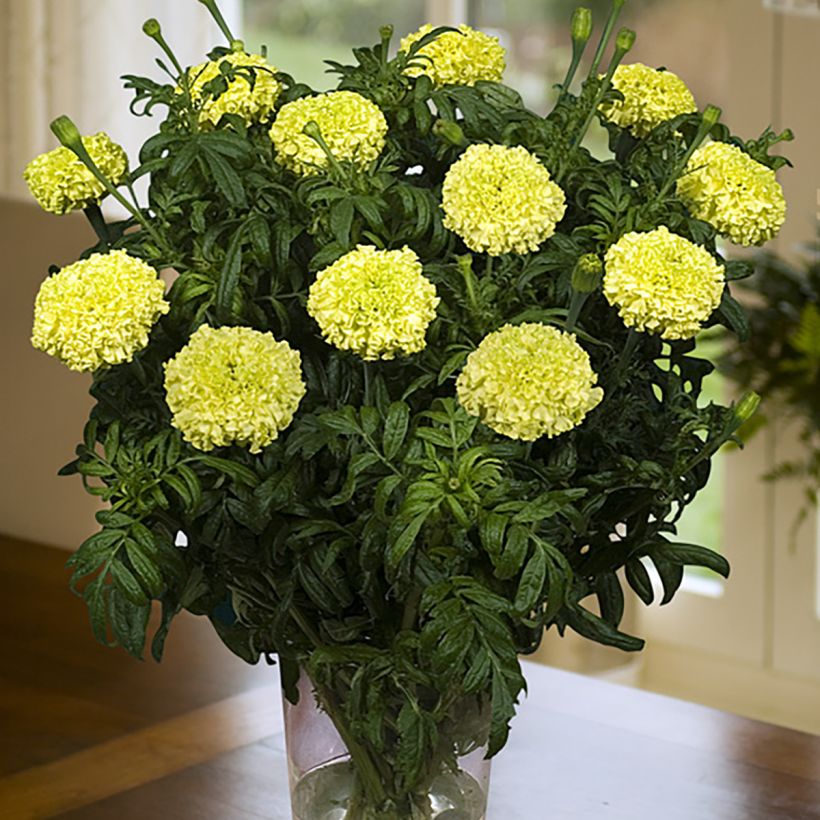 Isosamettikukka Nosento Limegreen (siemenet) (Kukinta)