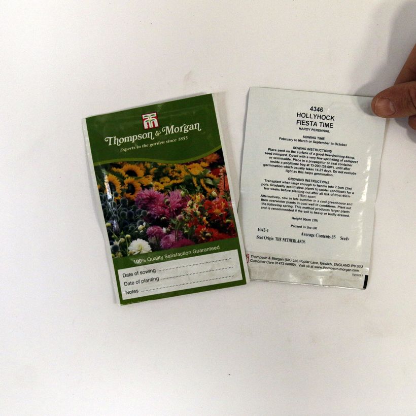 Esimerkki toimitetusta Tarhasalkoruusu Fiesta Time (siemenet) per pack of 35 seeds-taimesta