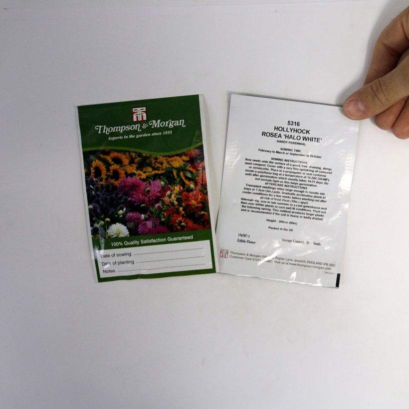 Esimerkki toimitetusta Tarhasalkoruusu Halo White (siemenet) per pack of 25 seeds-taimesta