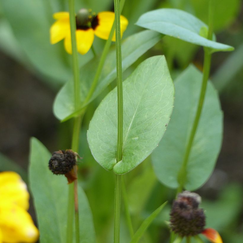 Päivänhattu (siemenet) - Rudbeckia amplexicaulis (Lehvistö)