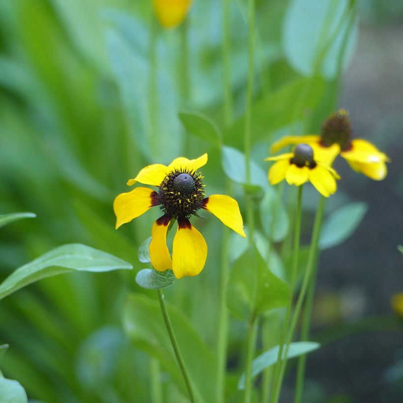 Päivänhattu (siemenet) - Rudbeckia amplexicaulis (Kukinta)