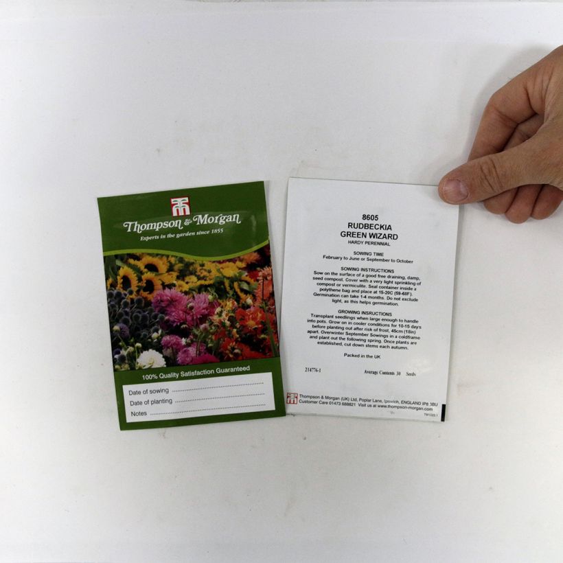 Esimerkki toimitetusta Mustapäivänhattu Green Wizard (siemenet) per pack of 50 seeds-taimesta