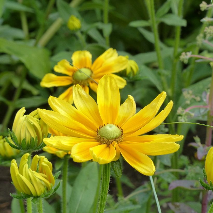 Päivänhattu Prairie Sun (siemenet) (Kukinta)
