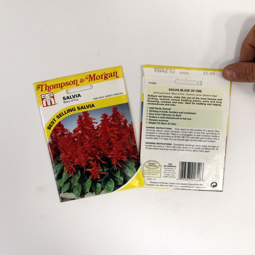 Esimerkki toimitetusta Tulisalvia Blaze Of Fire (siemenet) per pack of 100 seeds (0,4g)-taimesta
