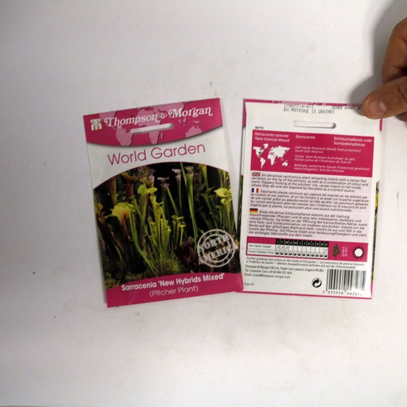 Esimerkki toimitetusta Keltatötterö New Hybrids (siemenet) per pack of 15 seeds-taimesta