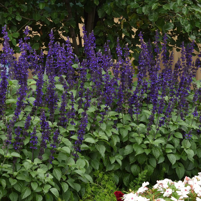 Härmesalvia Big Blue (siemenet) (Kasvutapa)
