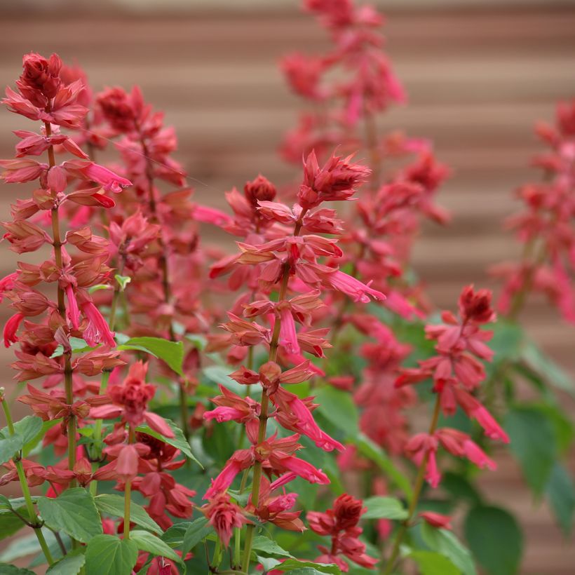 Tulisalvia Estella Coral (siemenet) (Kukinta)