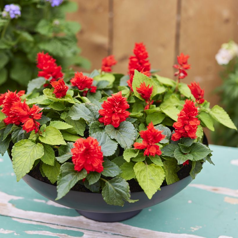 Tulisalvia Reddy Lime-leaved Red (siemenet) (Kasvutapa)