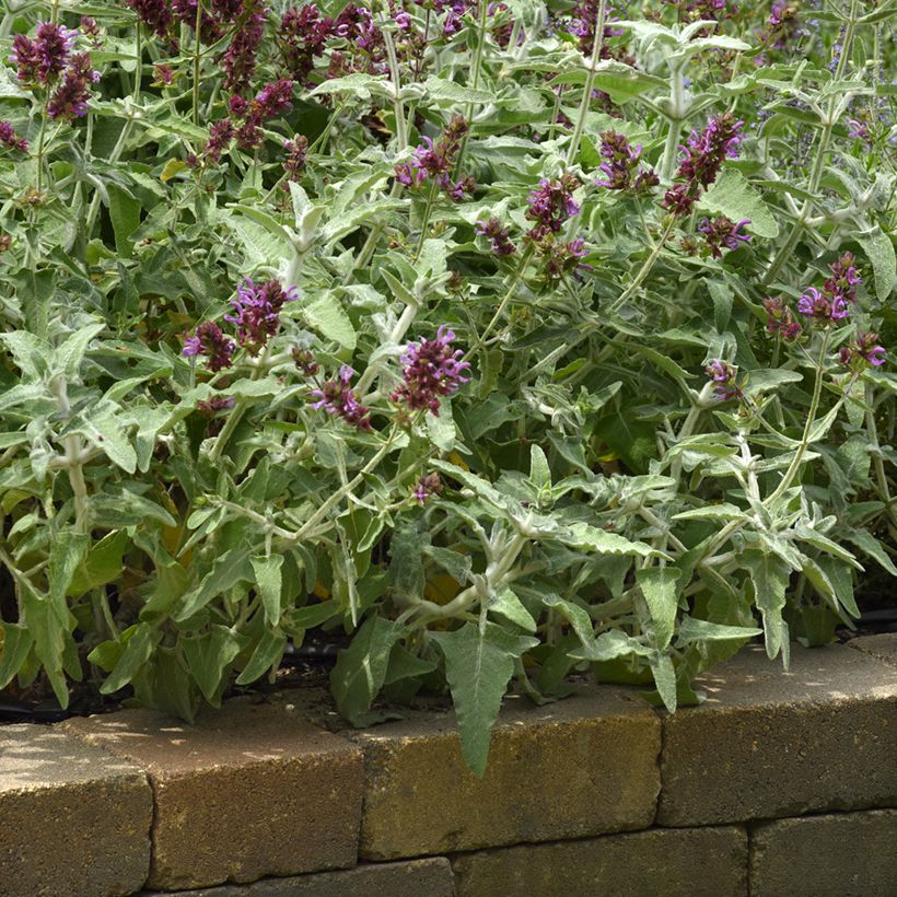 Keijunsalvia Lancelot (siemenet) (Kasvutapa)