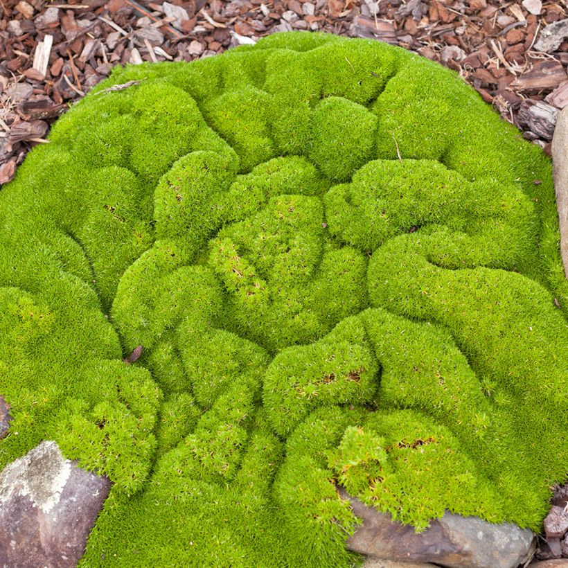 Scleranthus biflorus (siemenet) (Kasvutapa)