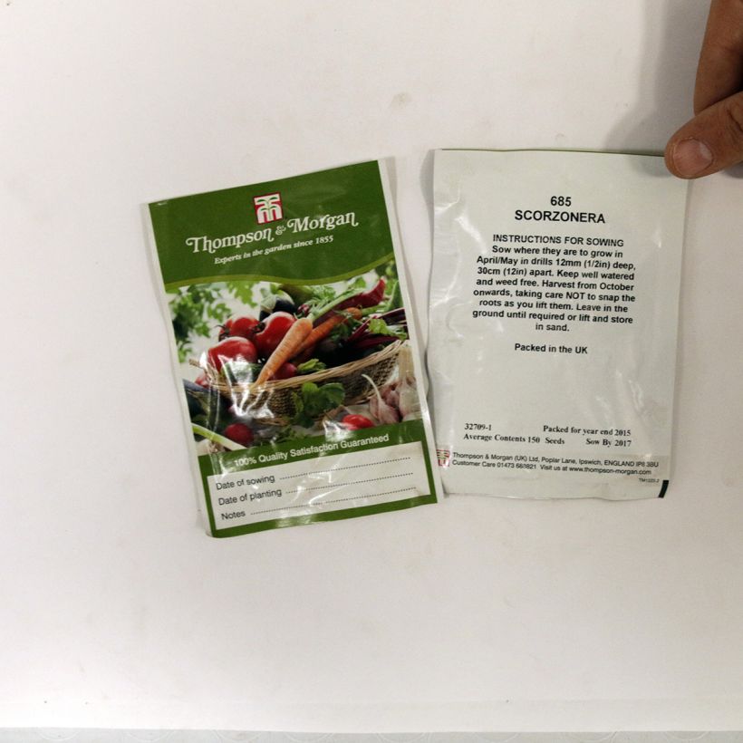 Esimerkki toimitetusta Mustajuuri (siemenet) - Scorzonera hispanica per pack of 150 seeds-taimesta