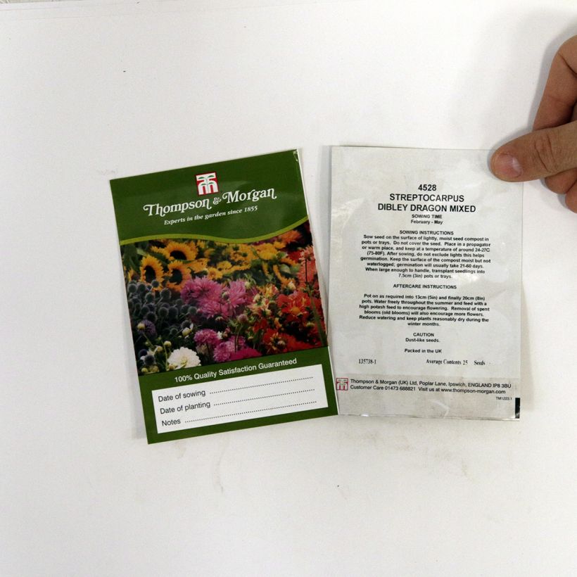 Esimerkki toimitetusta Streptocarpus hybridus Dibleys Dragon Mixed (siemenet) per pack of 20 seeds-taimesta