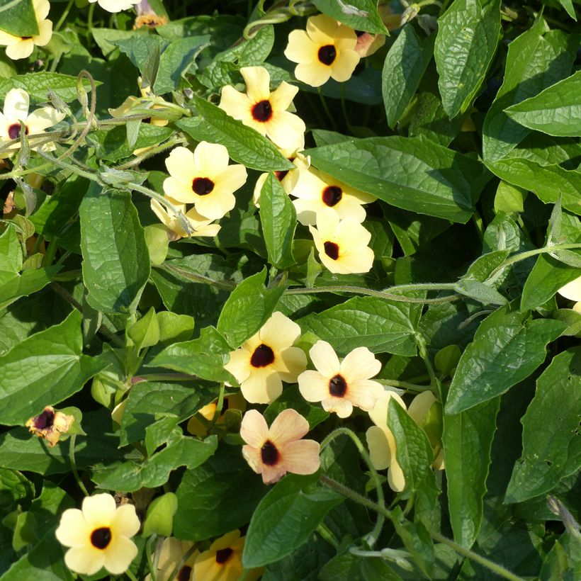 Mustasilmäsusanna Peach Eye (siemenet) (Kasvutapa)