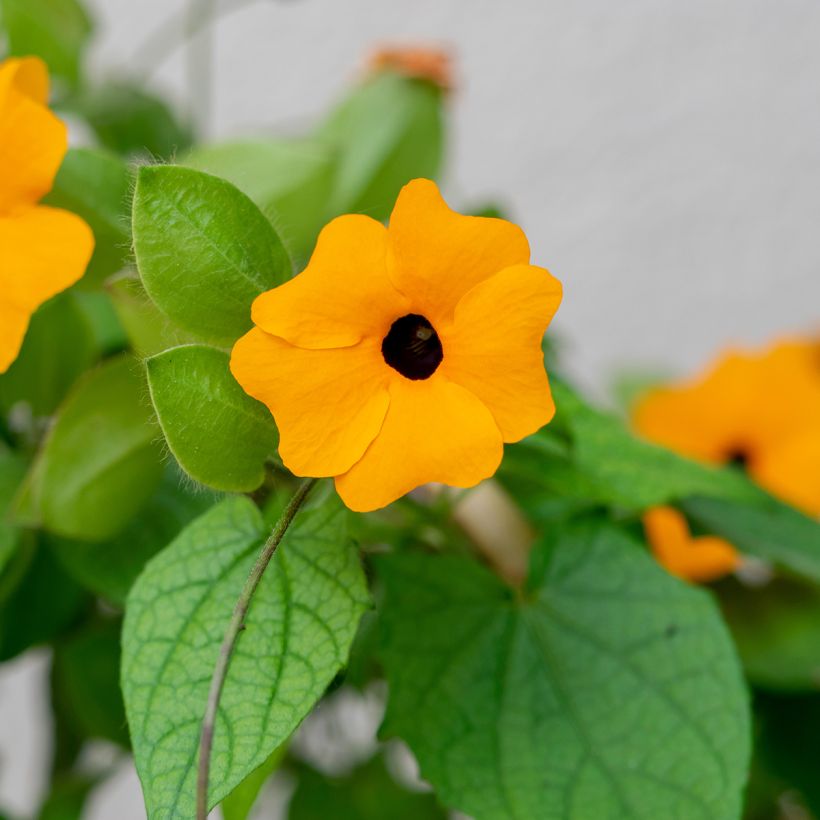 Mustasilmäsusanna (siemenet) - Thunbergia alata (Lehvistö)