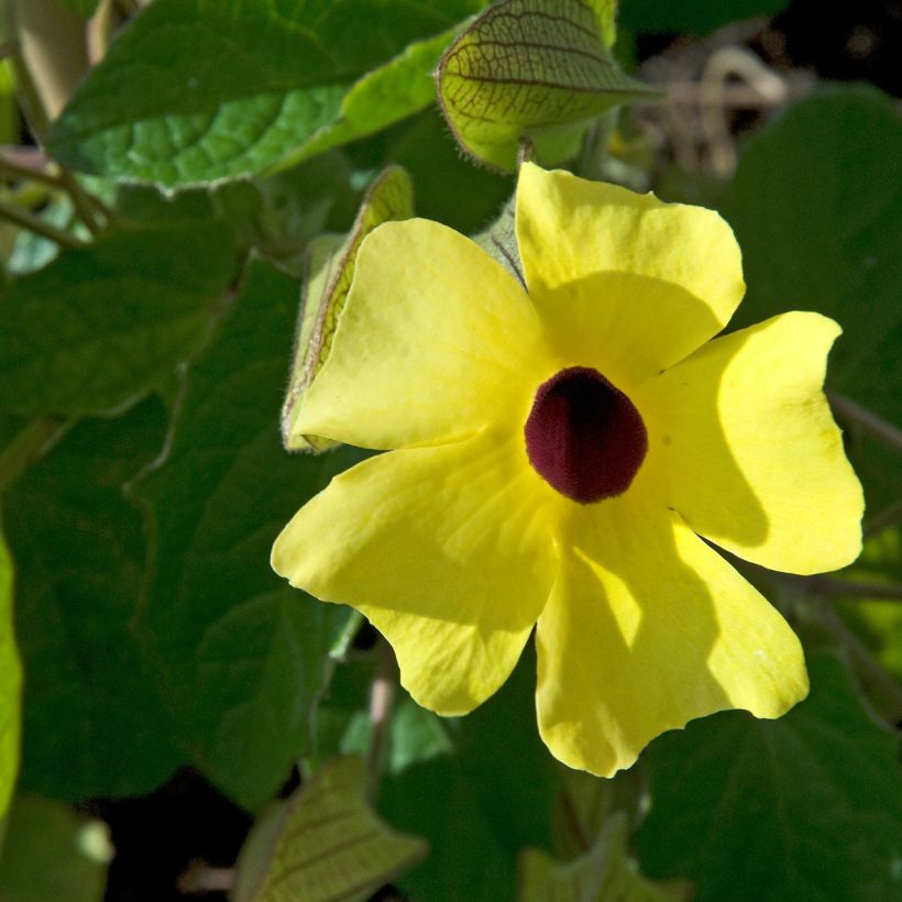 Mustasilmäsusanna (siemenet) - Thunbergia alata (Kukinta)