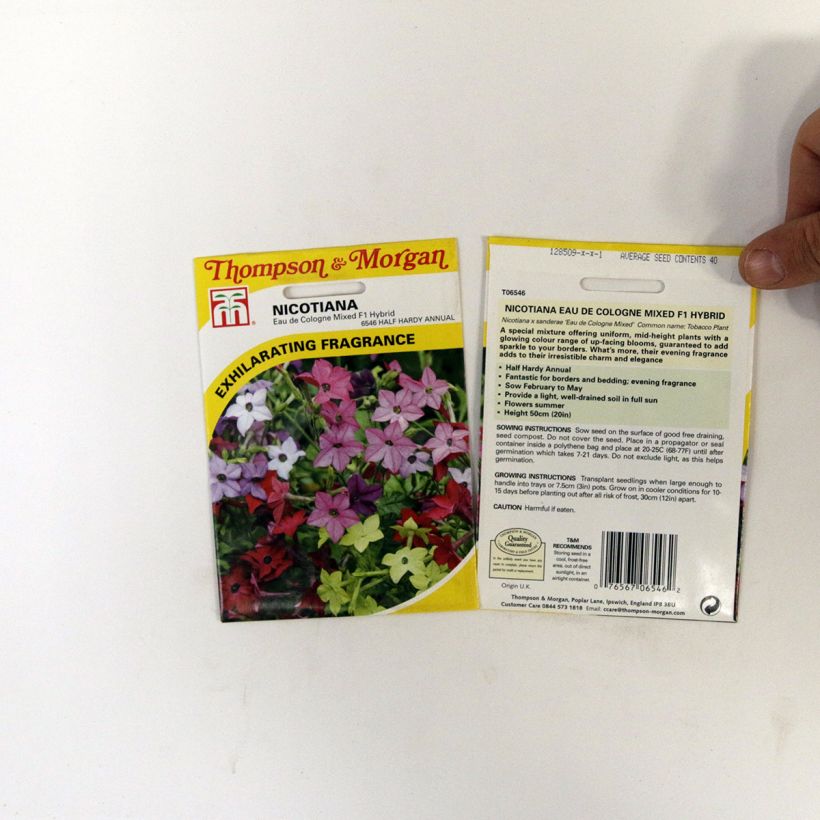 Esimerkki toimitetusta Koristetupakka Eau De Cologne (siemenet) per pack of 40 seeds-taimesta