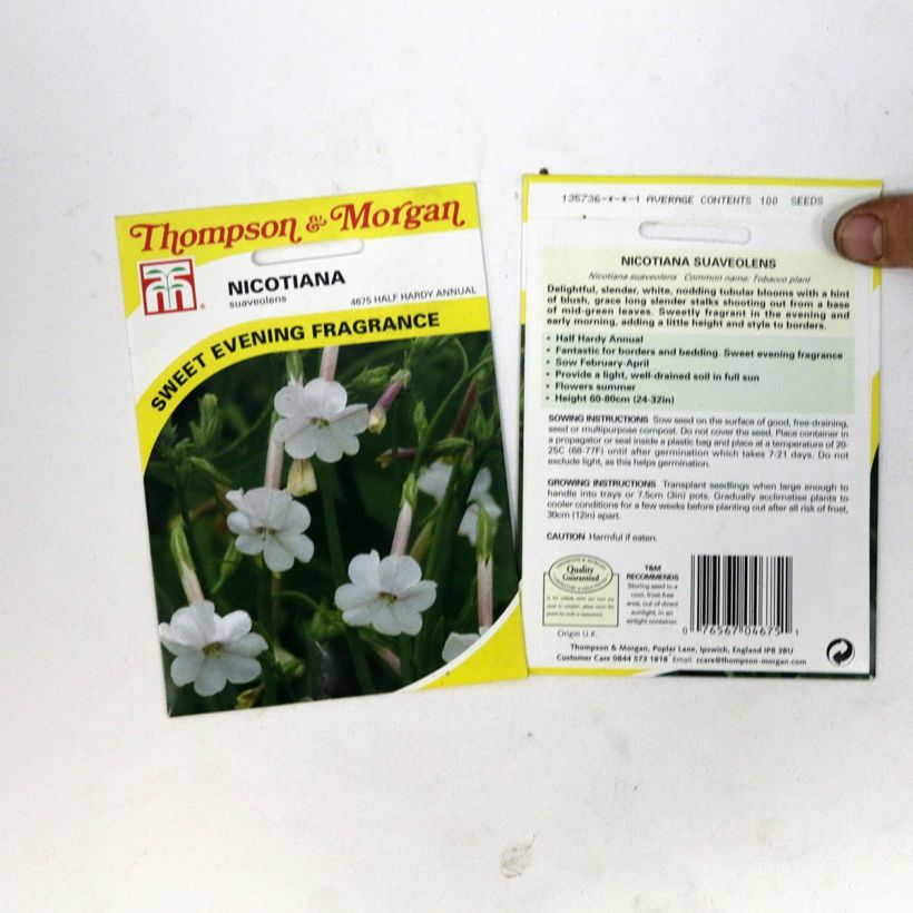 Esimerkki toimitetusta Tuoksutupakka (siemenet) - Nicotiana suaveolens per pack of 100 seeds-taimesta