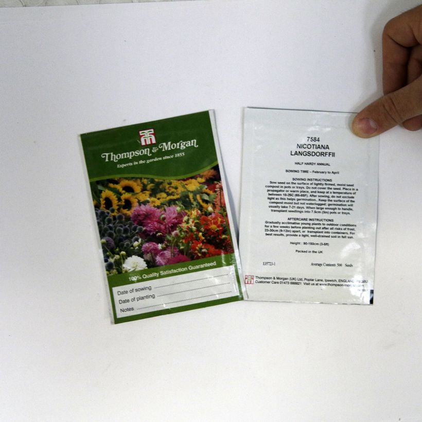 Esimerkki toimitetusta Konsulintupakka (siemenet) - Nicotiana langsdorffii per pack of 500 seeds (0,1g)-taimesta