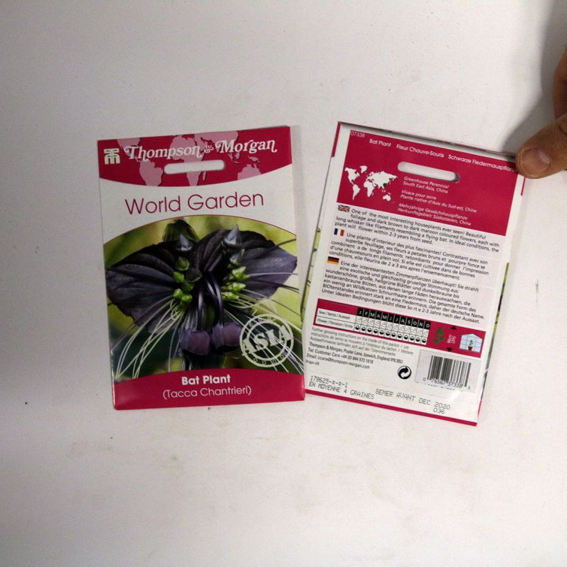 Esimerkki toimitetusta Tummaviiksikki (siemenet) - Tacca chantrieri per pack of 15 seeds-taimesta