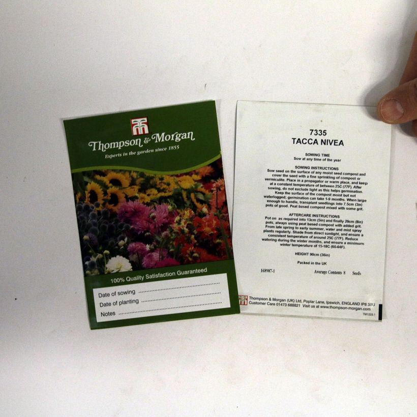 Esimerkki toimitetusta Tacca integrifolia Nivea (siemenet) per pack of 8 seeds-taimesta