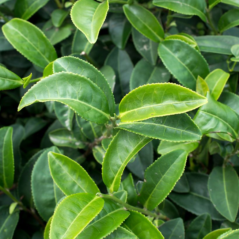 Teepensas (siemenet) - Camellia sinensis (Lehvistö)