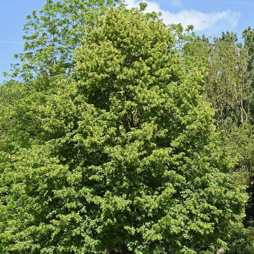 Metsälehmus (siemenet) - Tilia cordata (Kasvutapa)
