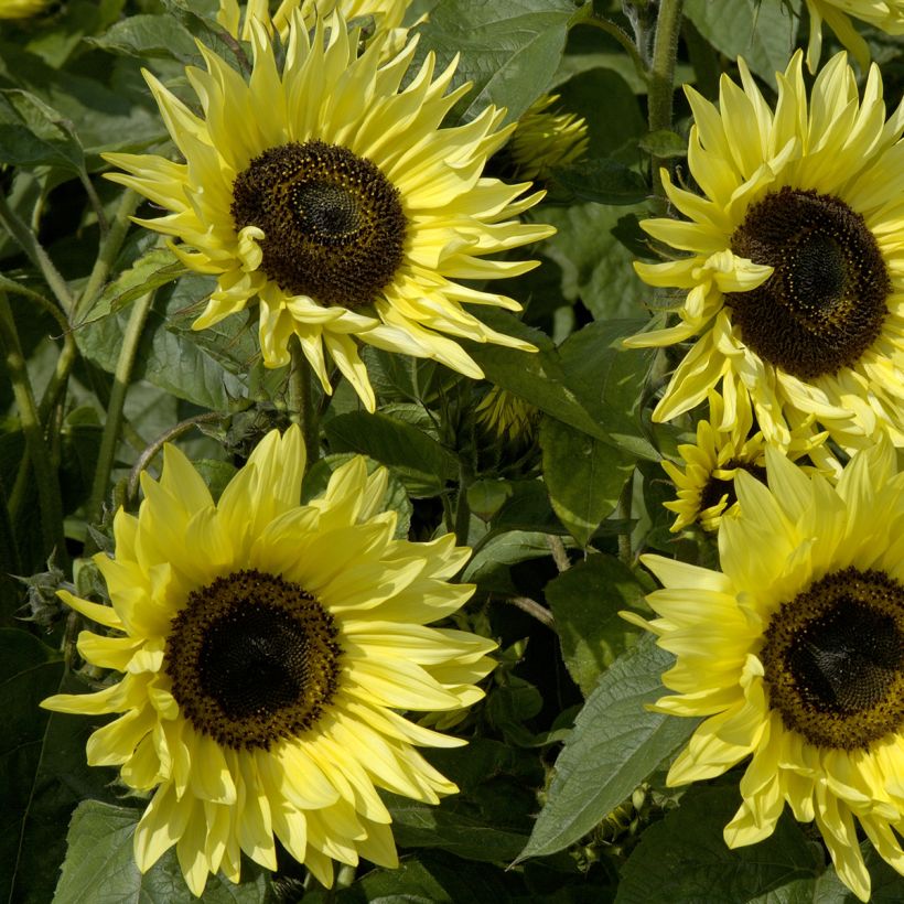 Isoauringonkukka Garden Statement (siemenet) (Kukinta)