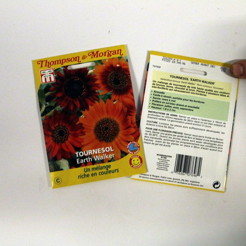Esimerkki toimitetusta Isoauringonkukka Earth Walker (siemenet) per 0.95 g seed pack-taimesta