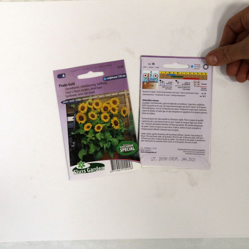 Esimerkki toimitetusta Isoauringonkukka Prado Gold (siemenet) per pack of 18 seeds-taimesta