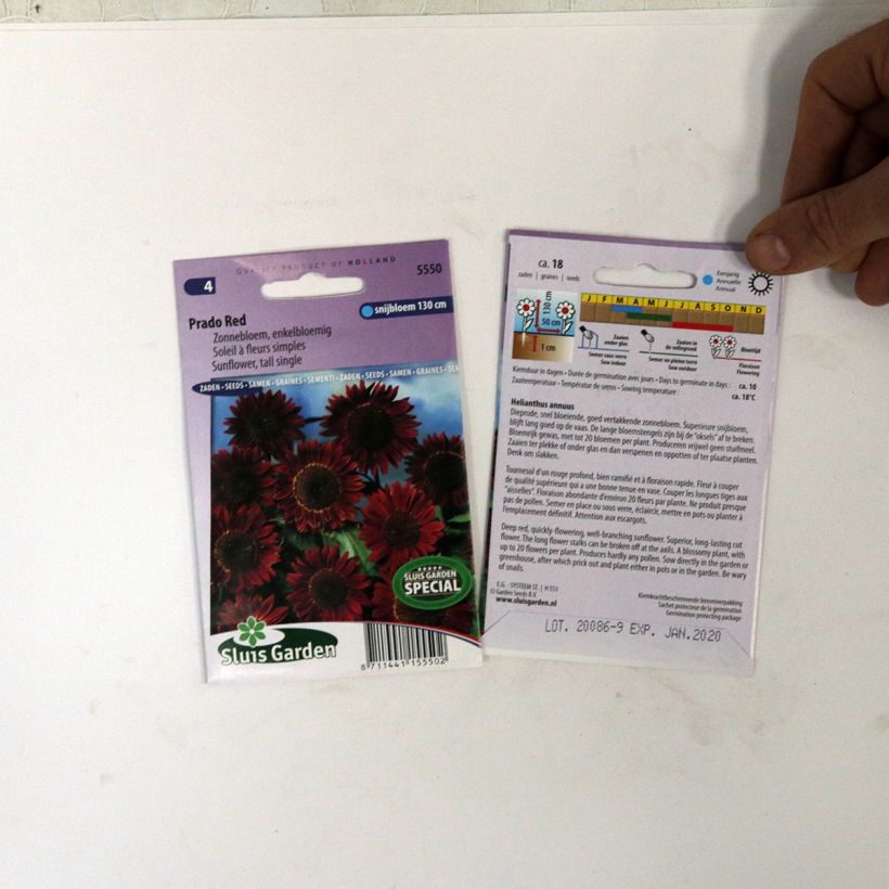 Esimerkki toimitetusta Isoauringonkukka Prado Red (siemenet) per pack of 18 seeds-taimesta