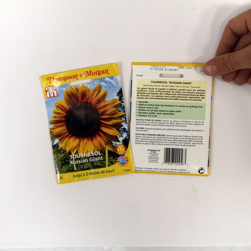 Esimerkki toimitetusta Isoauringonkukka Russian Giant (siemenet) per pack of 60 seeds-taimesta