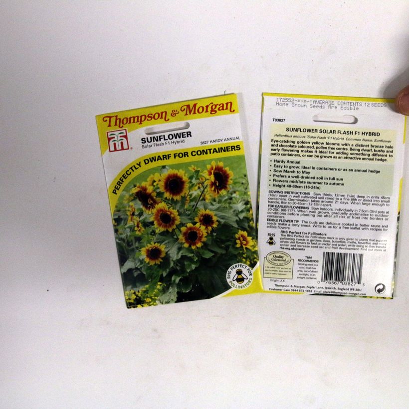Esimerkki toimitetusta Isoauringonkukka F1 Solar Flash (siemenet) per pack of 12 seeds-taimesta